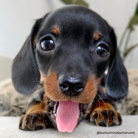 10 Things I Wish I Knew Before Bringing My Dachshund Puppy Home