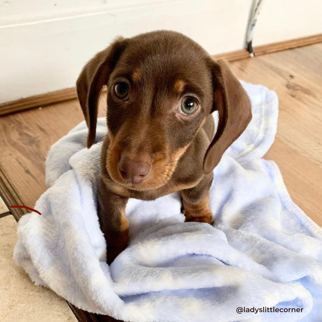 Mental Stimulation for Your Dachshund