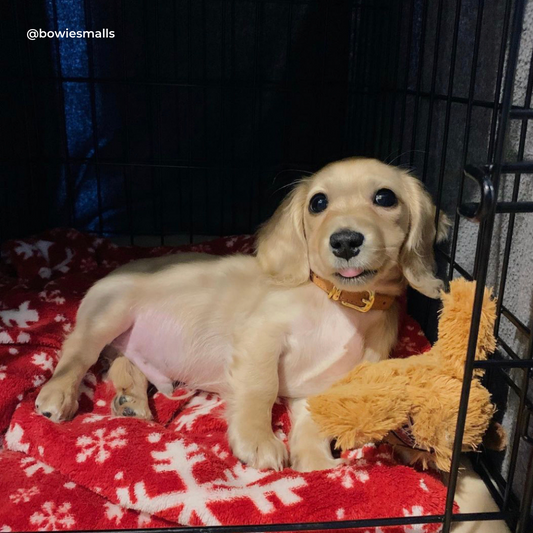 Crate Training A Dachshund