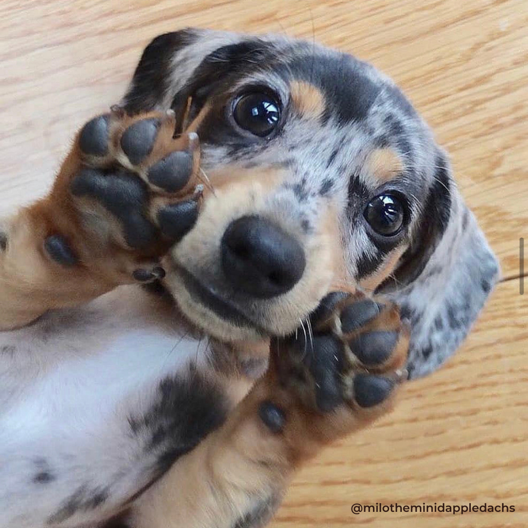 Housebreaking a shop dachshund