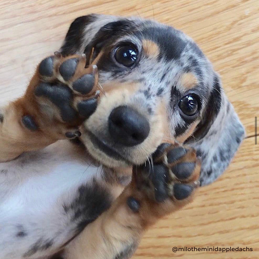 Potty Training a Dachshund