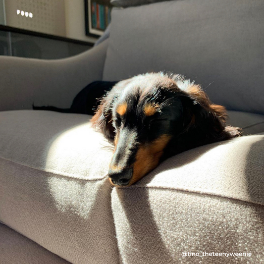 Help! My Dachshund Puppy Won't Sleep Through the Night!