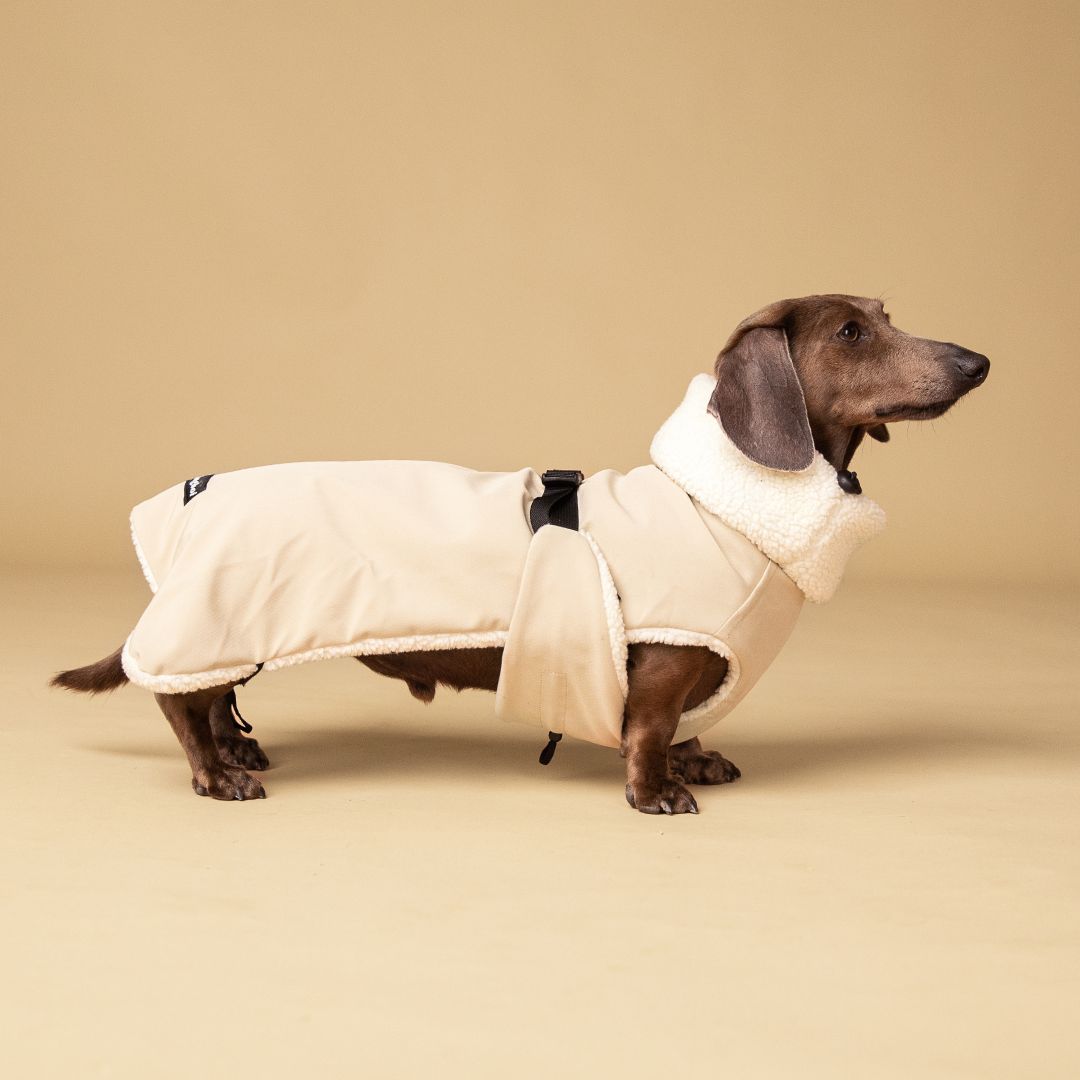 The Dachshund Jacket Longboi - Main Image