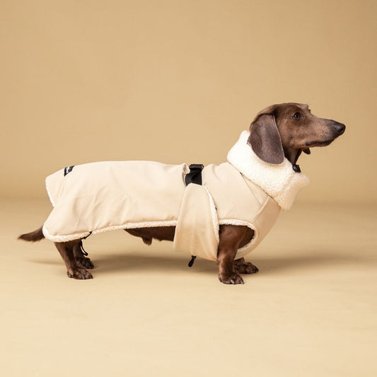 Dachshund Jacket