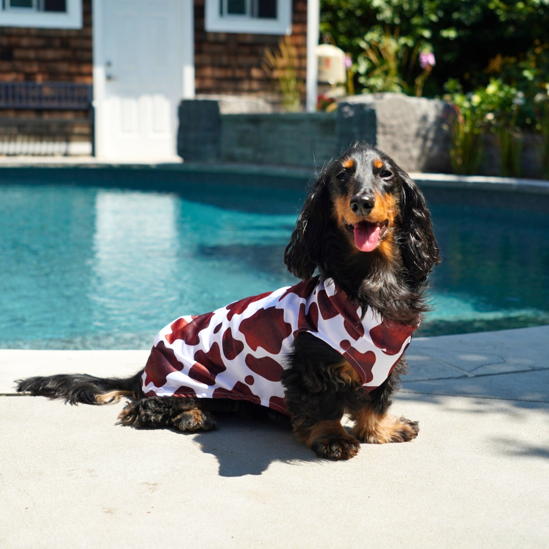 Dachshund Cooling Vest