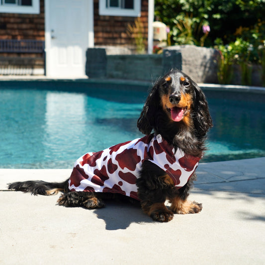 Dachshund Cooling Vest