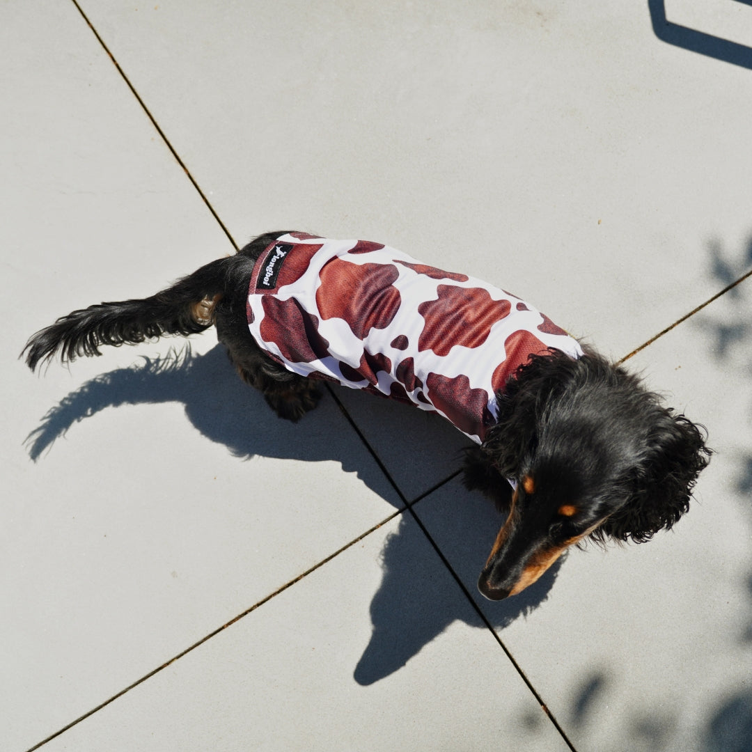Dachshund Cooling Vest