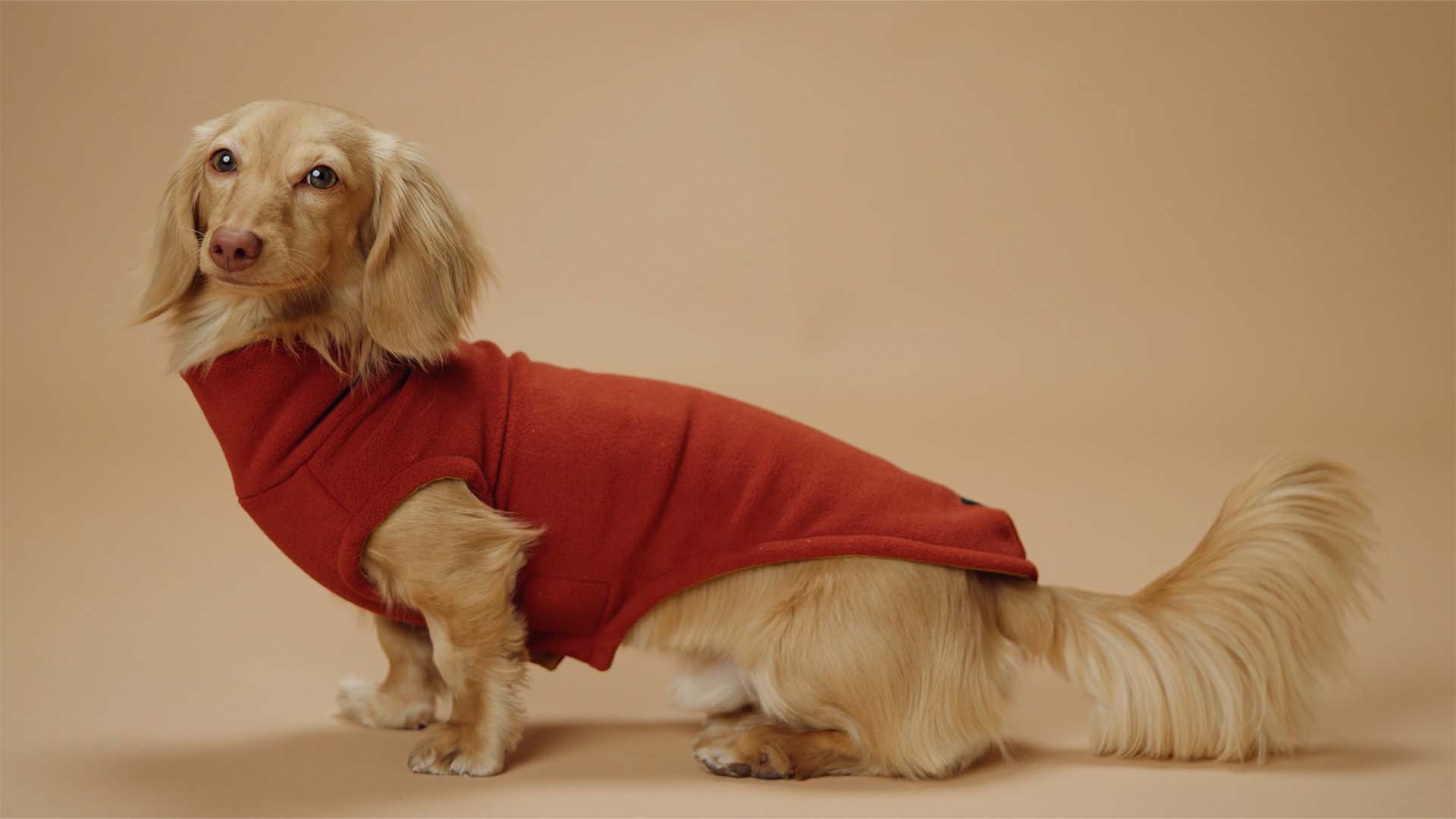 Load video: Longboi product video showing a variety of dachshunds wearing Longboi apparel