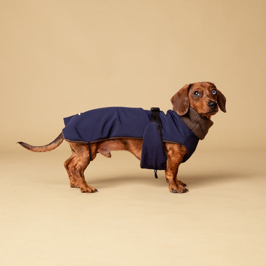 Dachshund Jacket