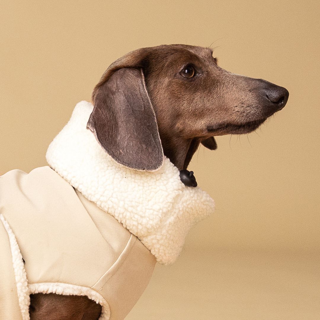 Dachshund Jacket