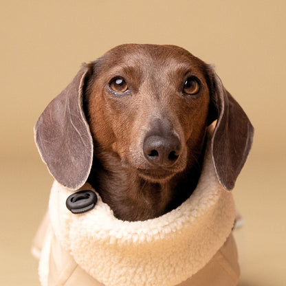 Dachshund Jacket