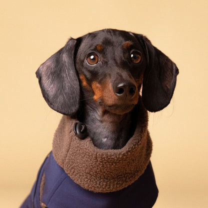 Dachshund Jacket