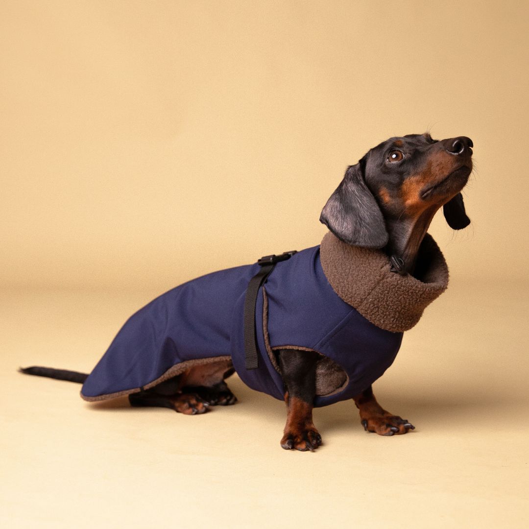 Dachshund Jacket