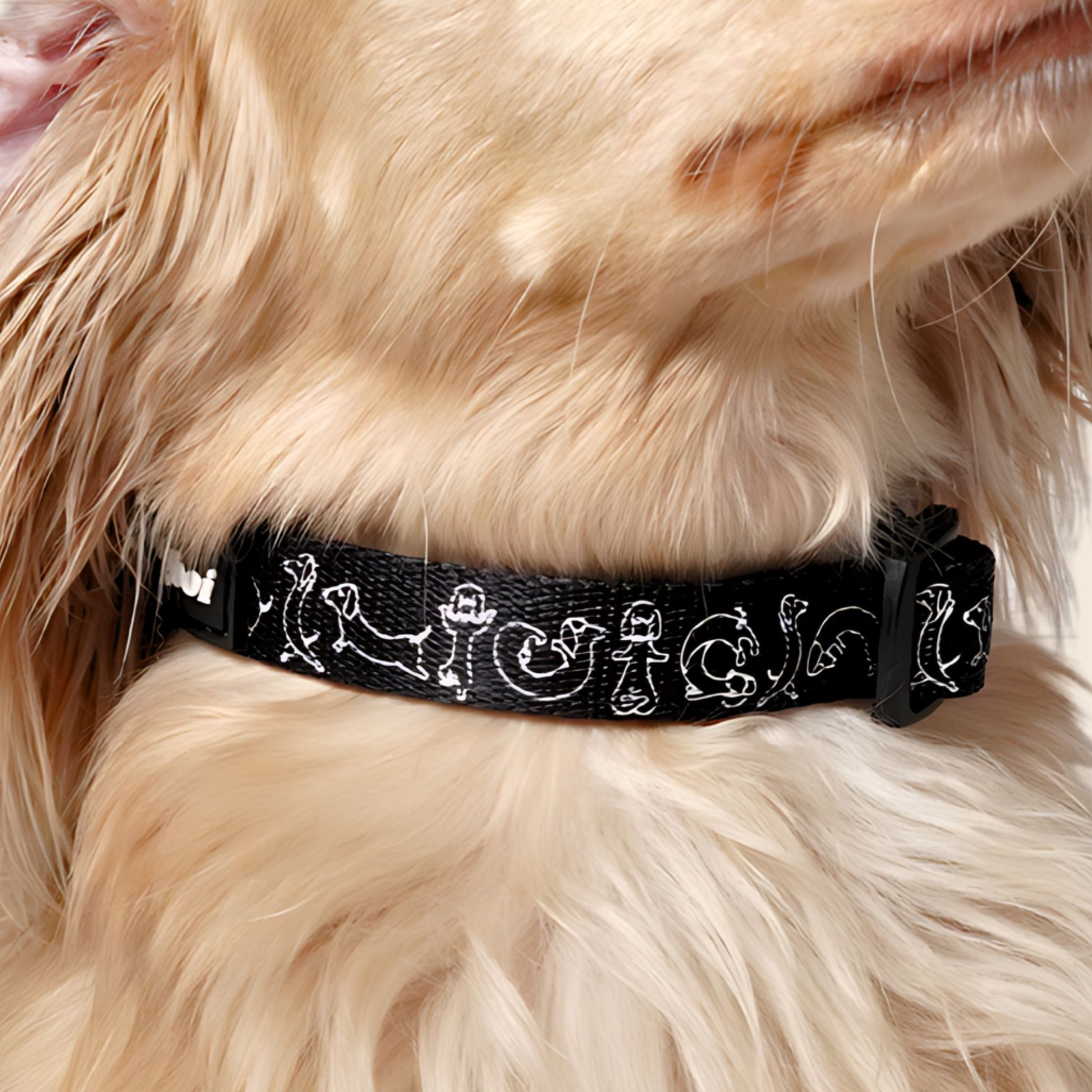 Dog Collars Made for Dachshunds Longboi - Main Image