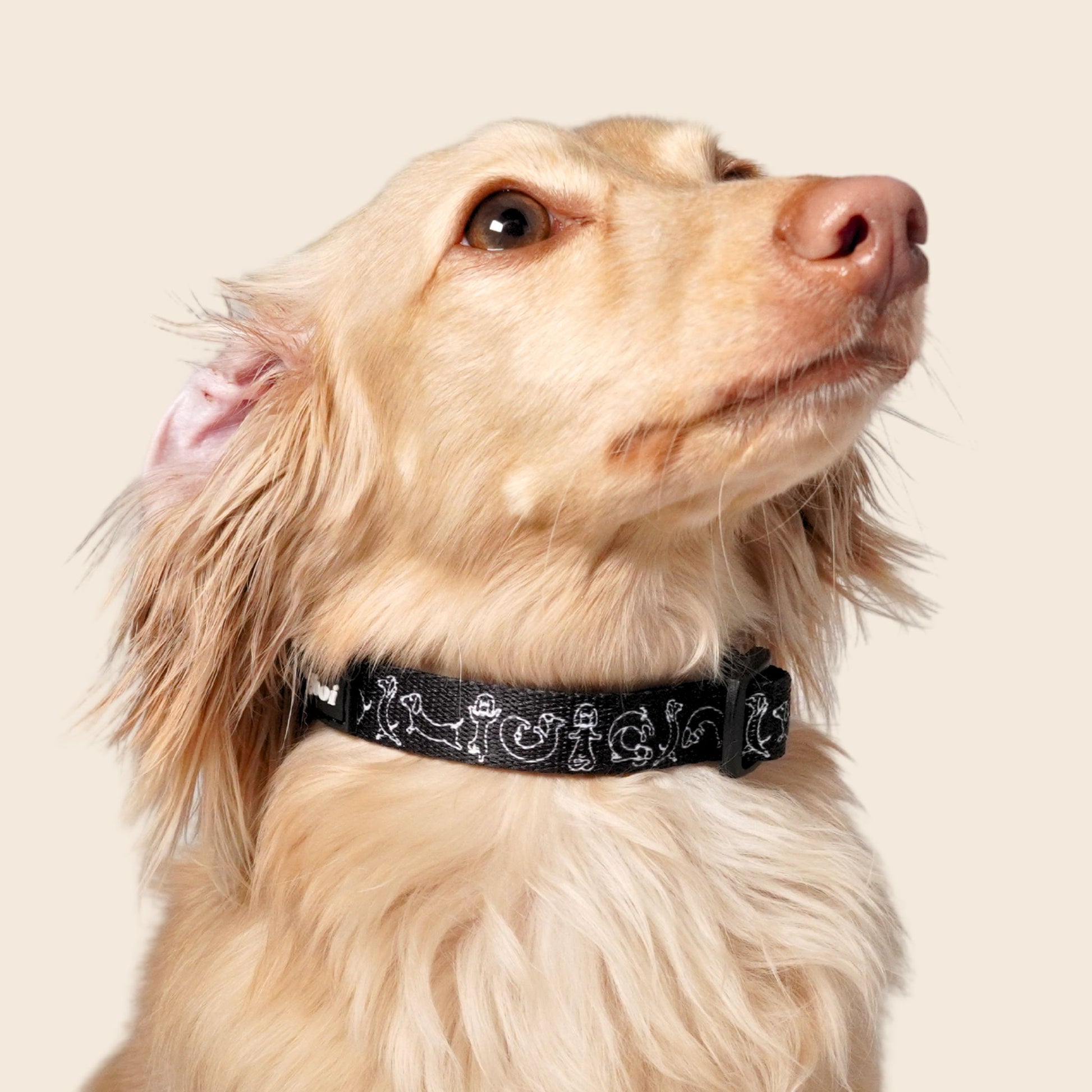 Printed Collar - Main Image