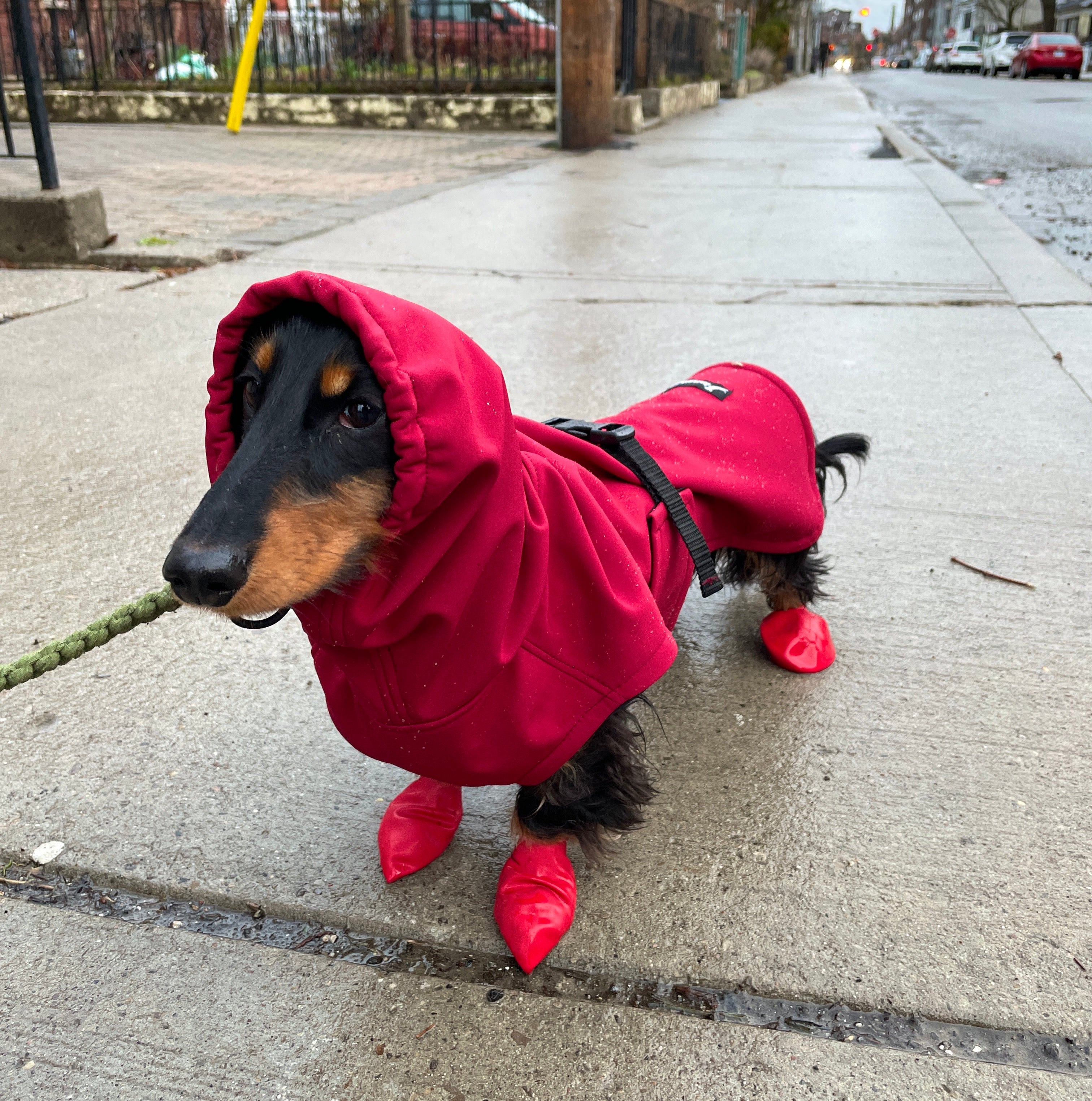 Dachshund in hot sale a raincoat