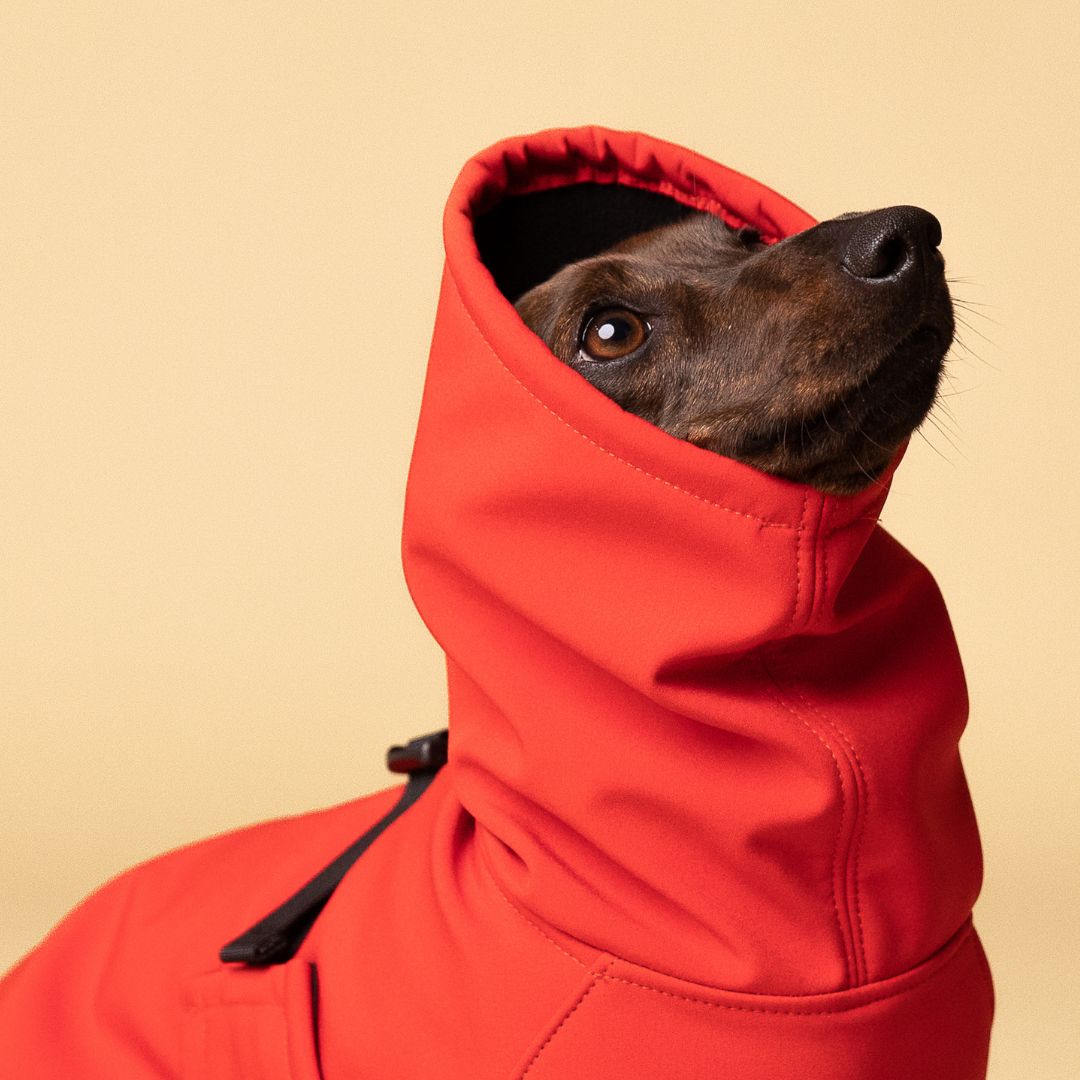Dachshund Raincoat
