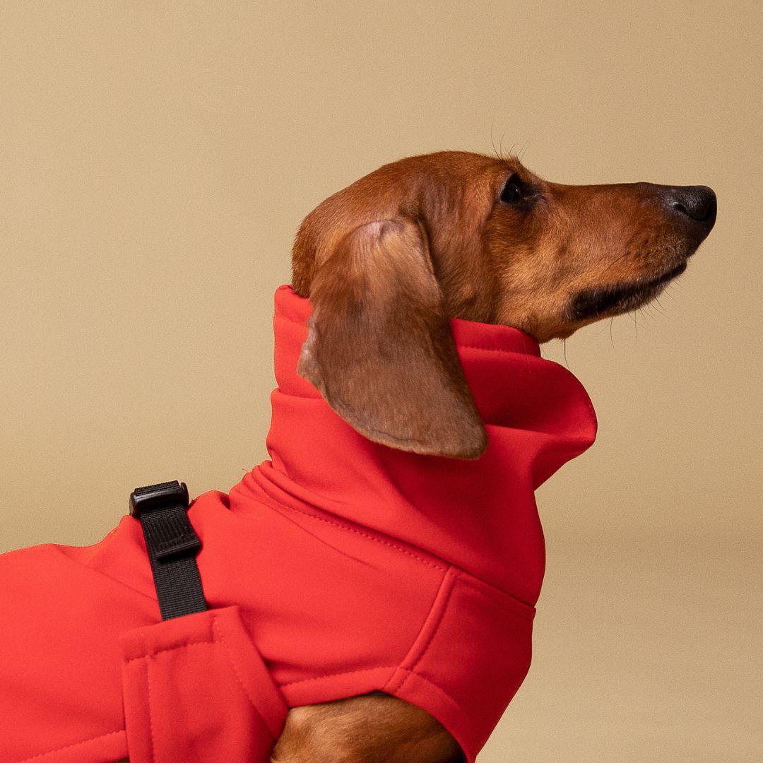 Dachshund Raincoat
