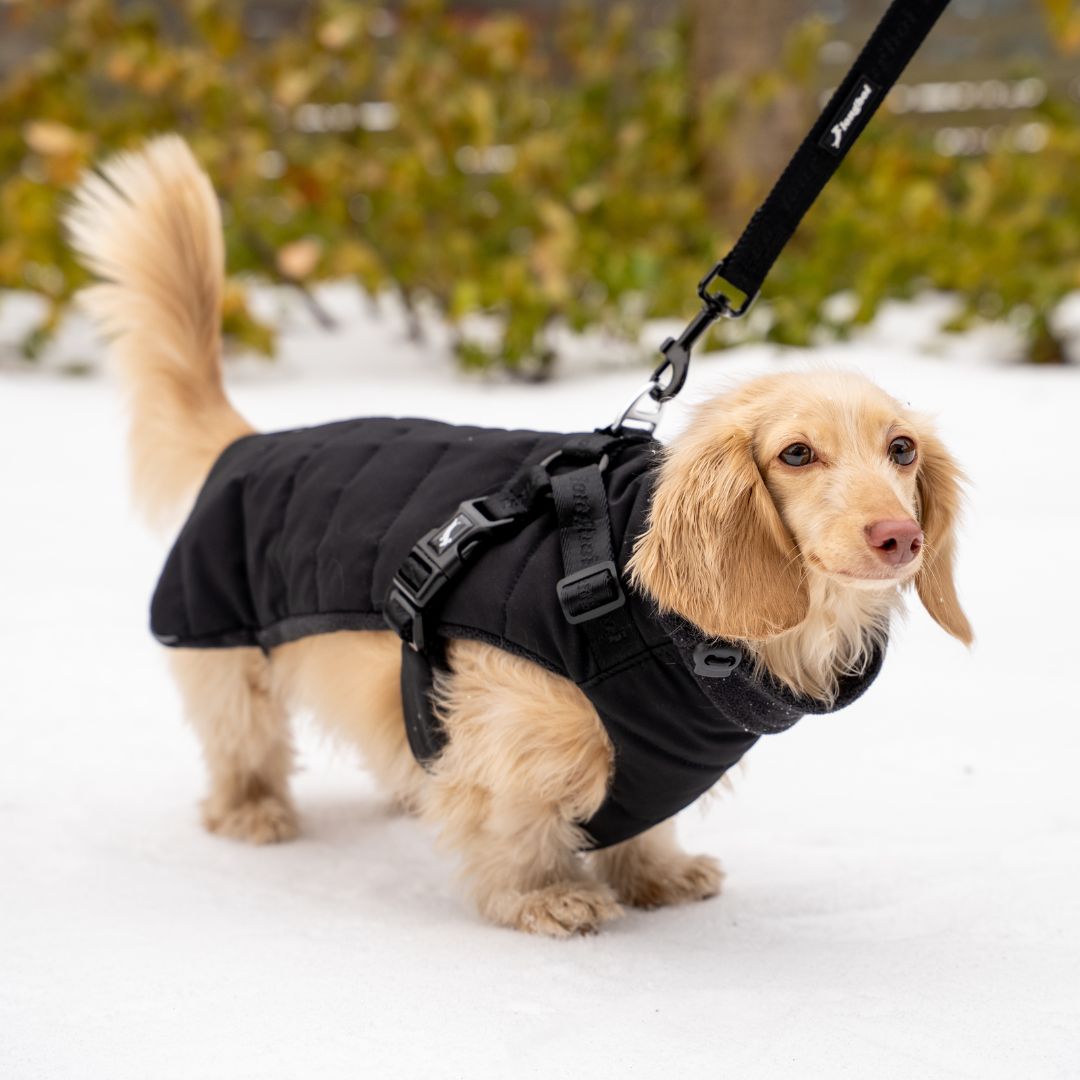 Dachshund Harness Puffer Jacket (NEW)