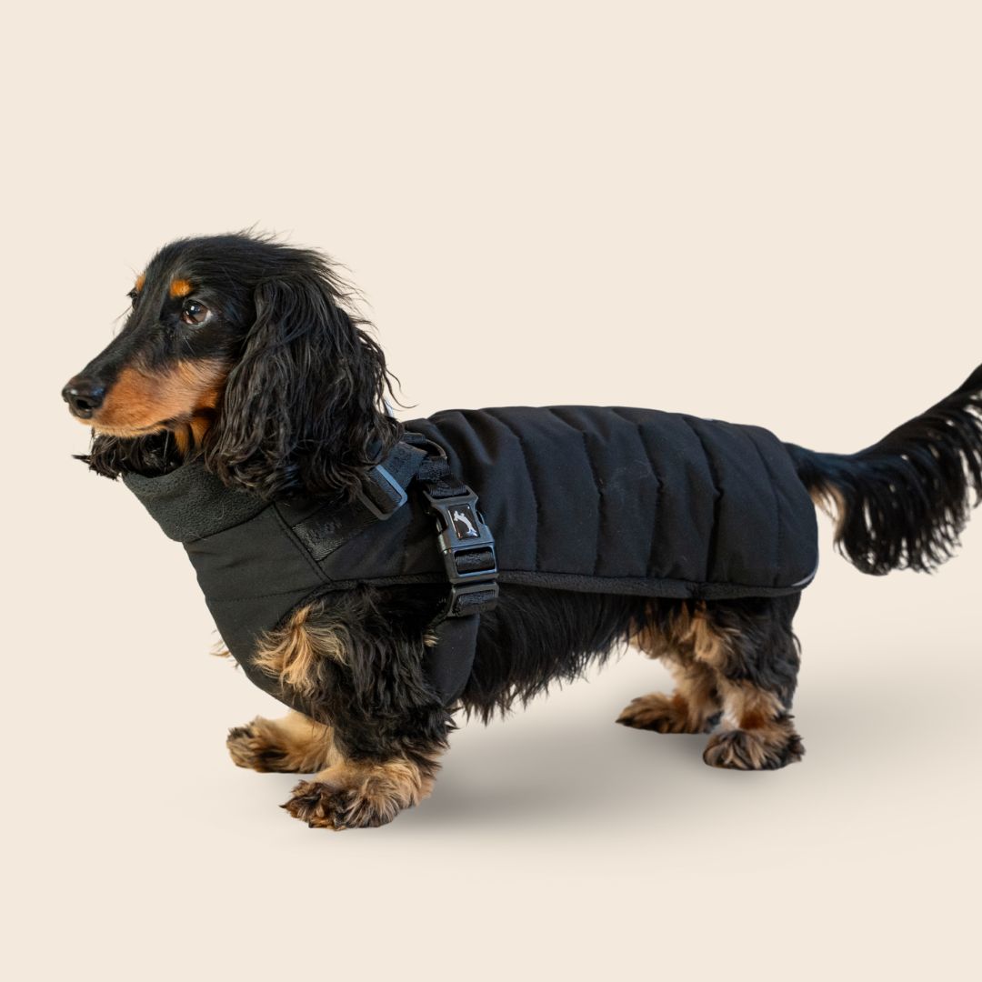Dachshund Harness Puffer Jacket (NEW)