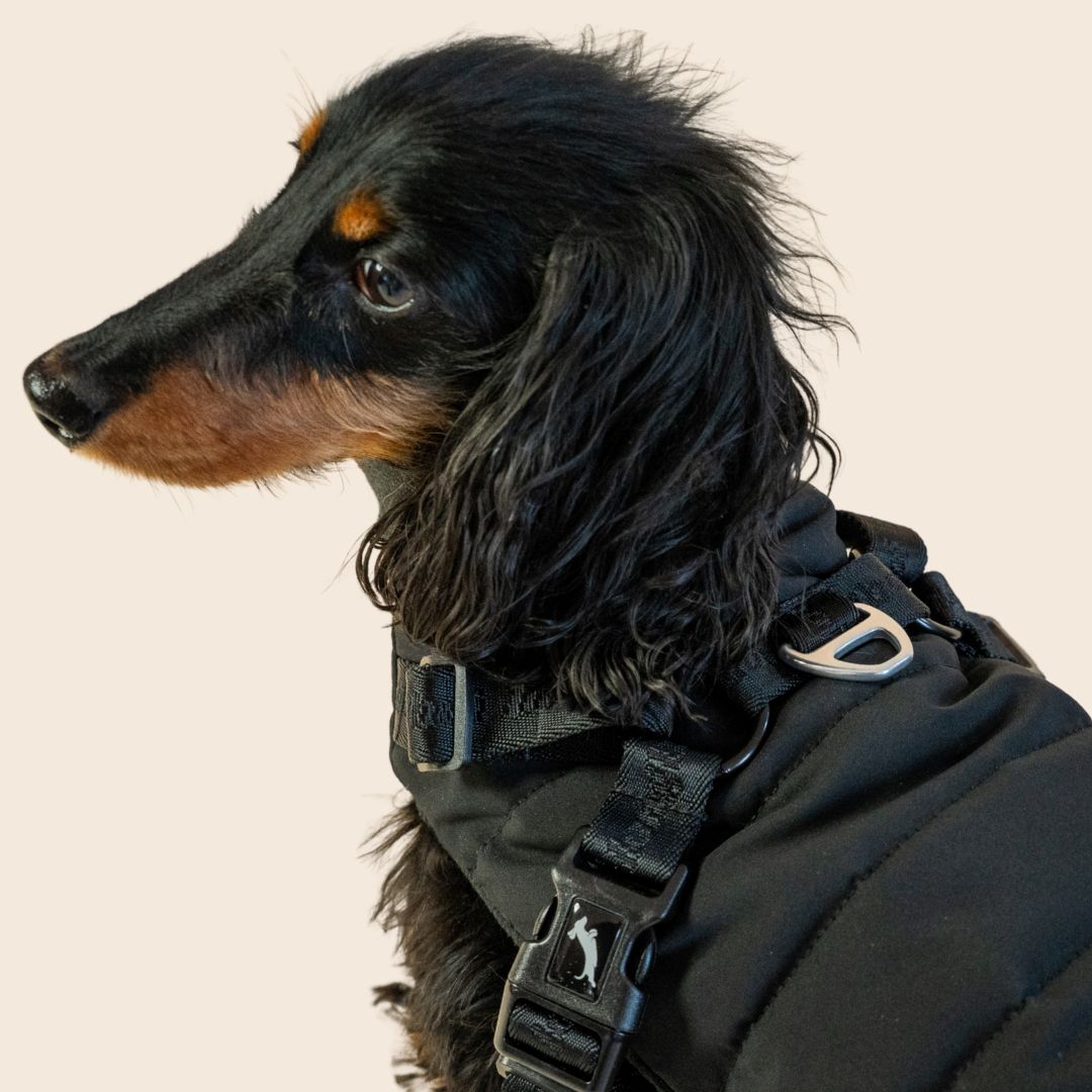 Dachshund Harness Puffer Jacket (NEW)
