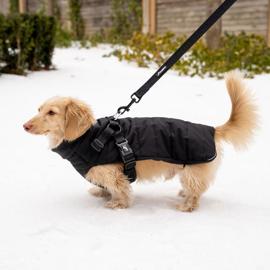 Dachshund Harness Puffer Jacket (NEW)