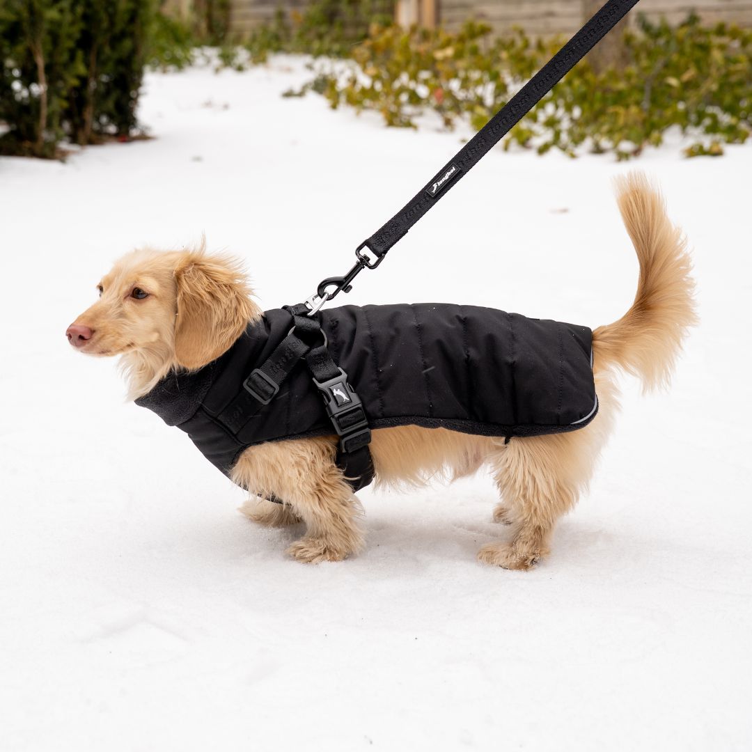 Dachshund Harness Puffer Jacket (NEW)
