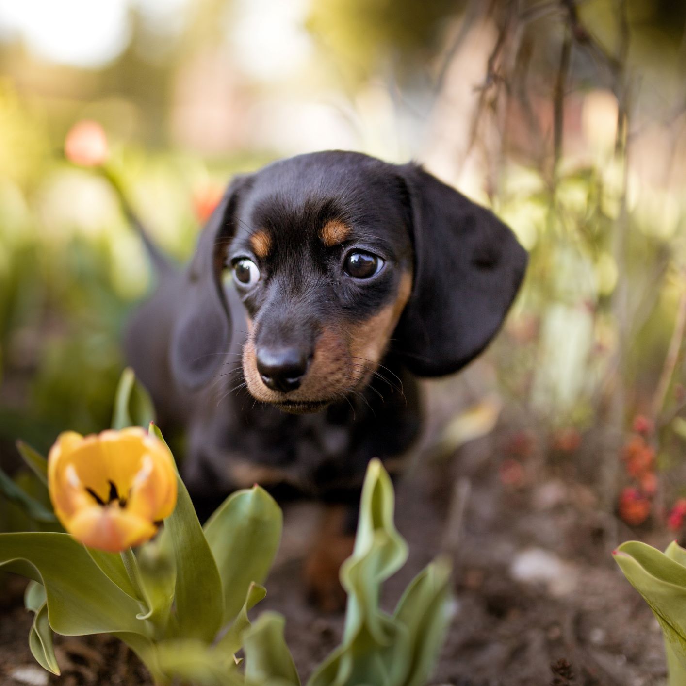 Sausage dog outlet merchandise