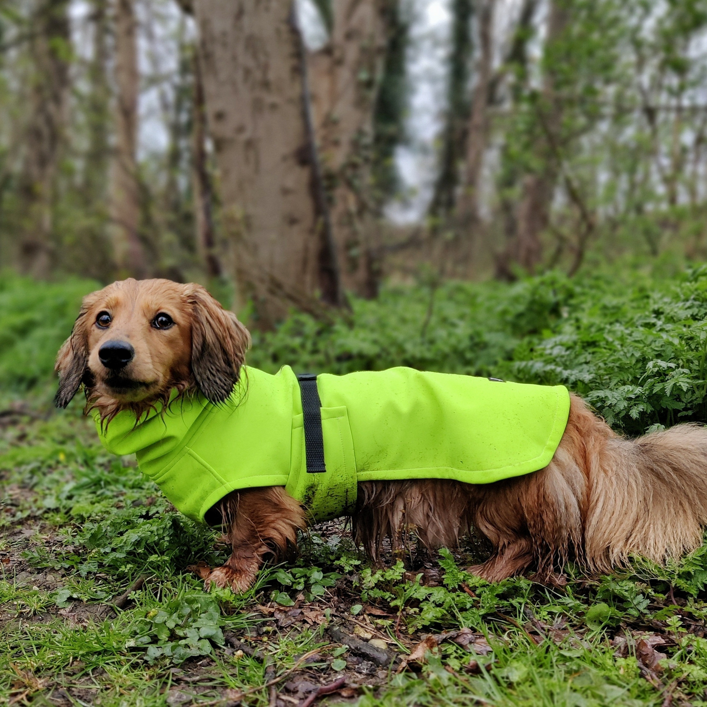 Dachshund Raincoat