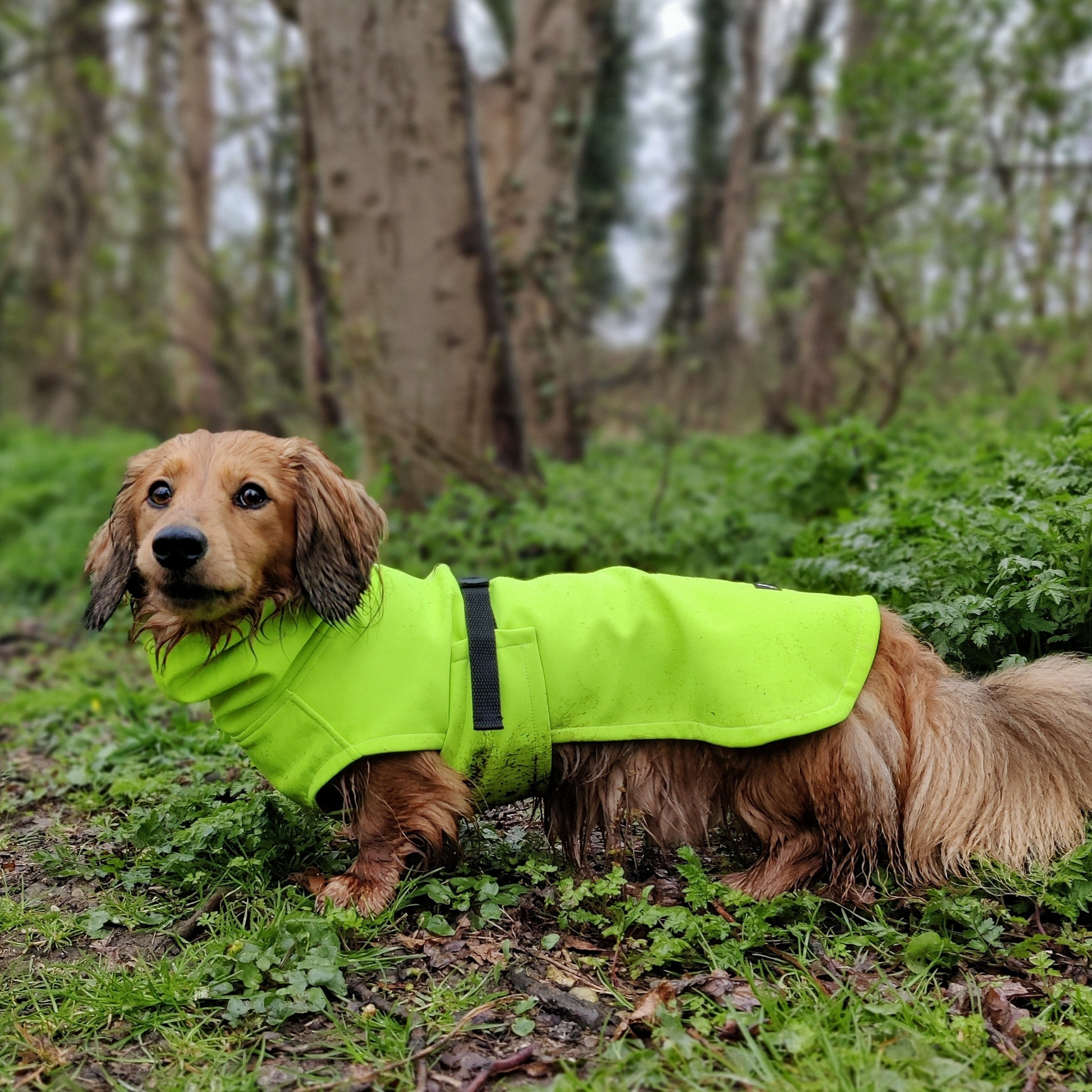 Dog jacket top with hood