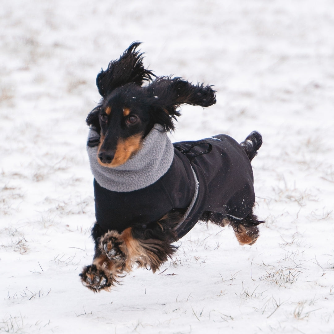 Dachshund boots winter best sale