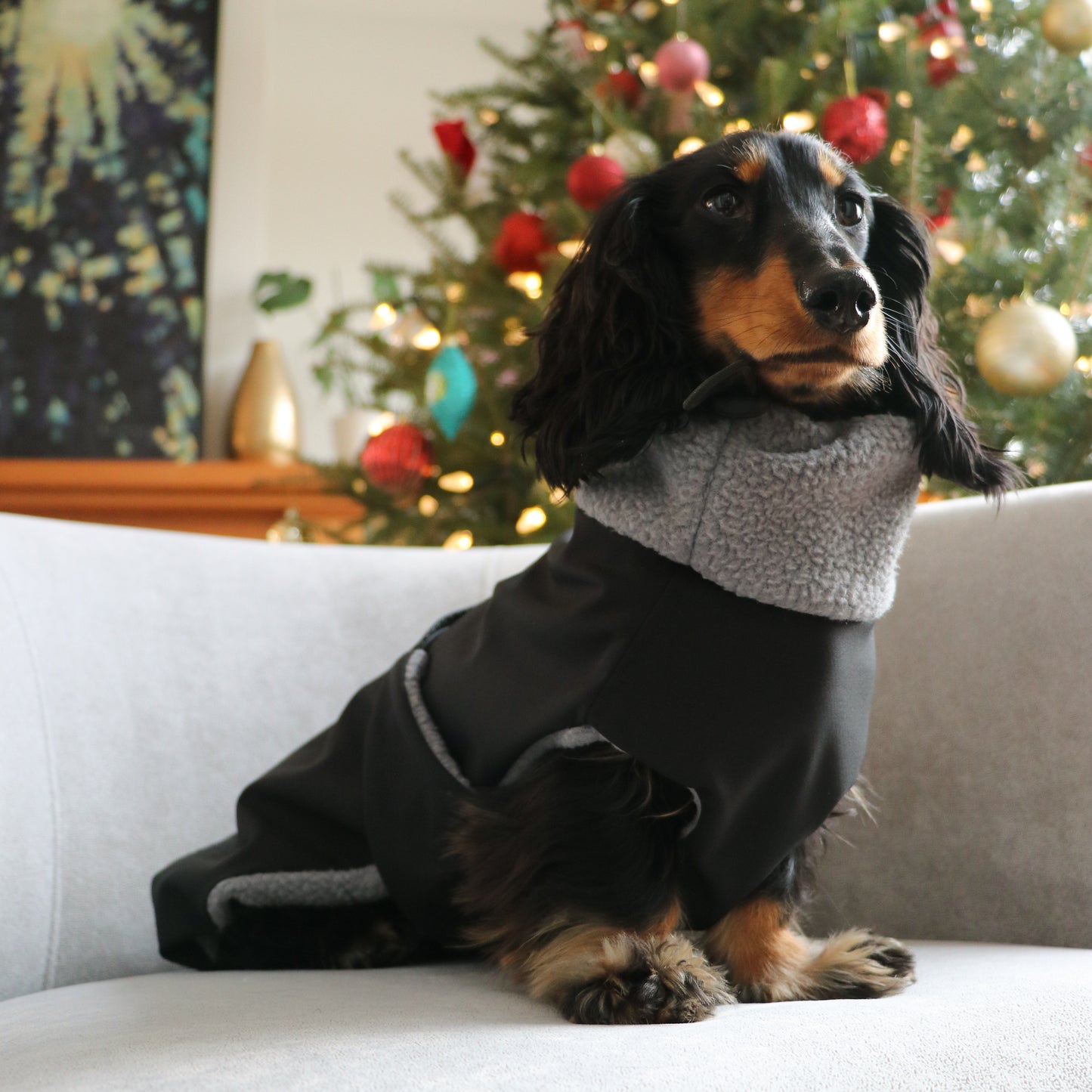 Dachshund Jacket