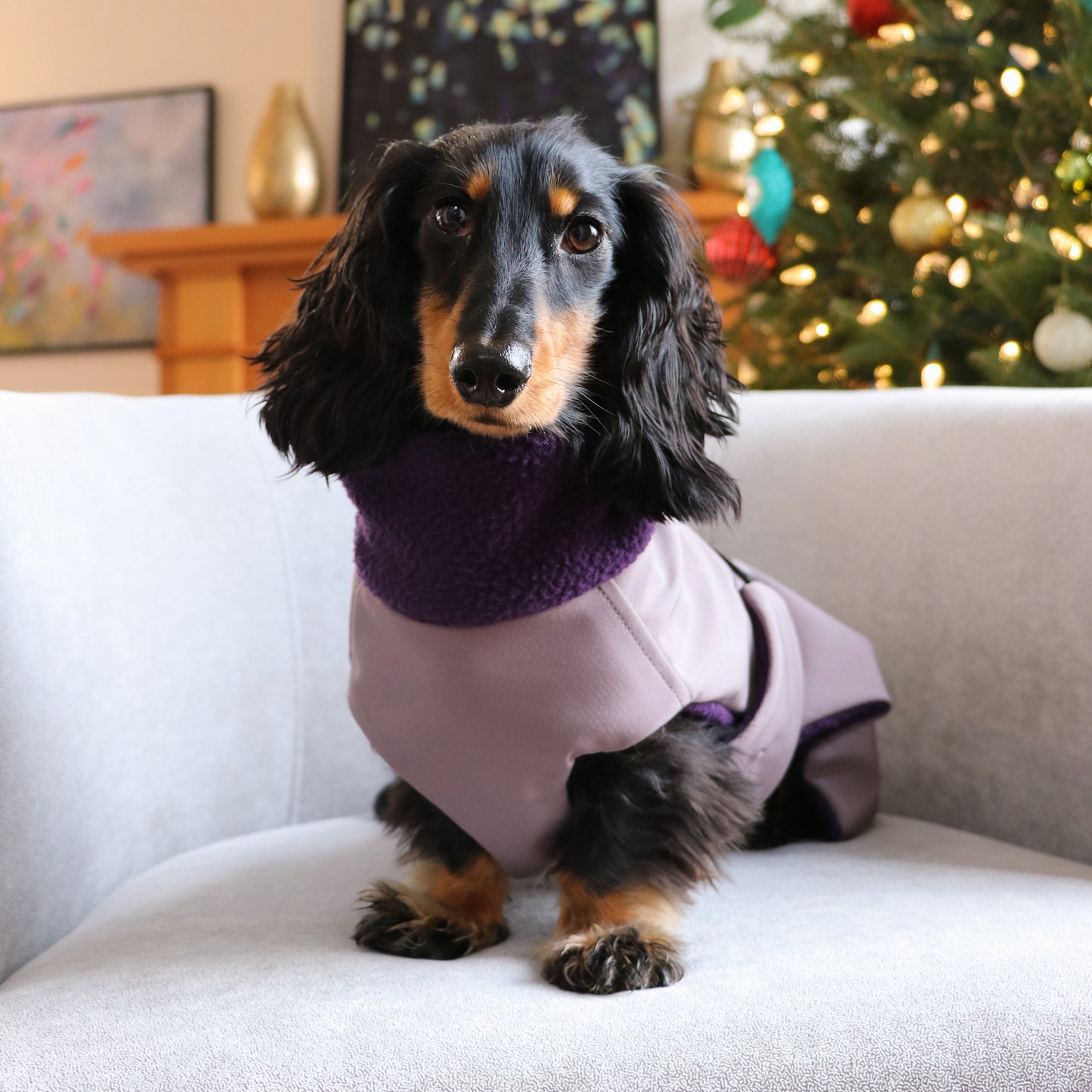 Dachshund Jacket