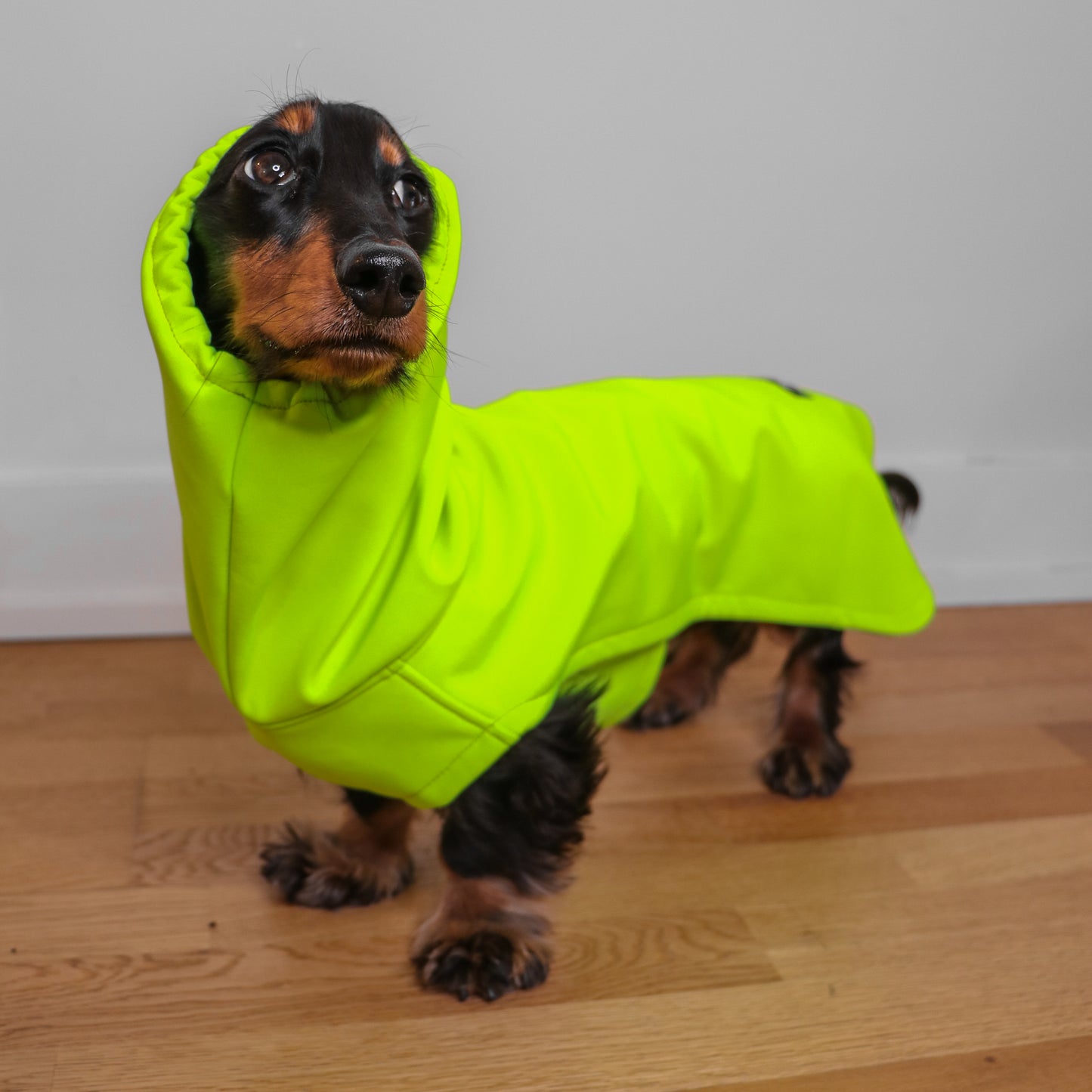 Dachshund Raincoat