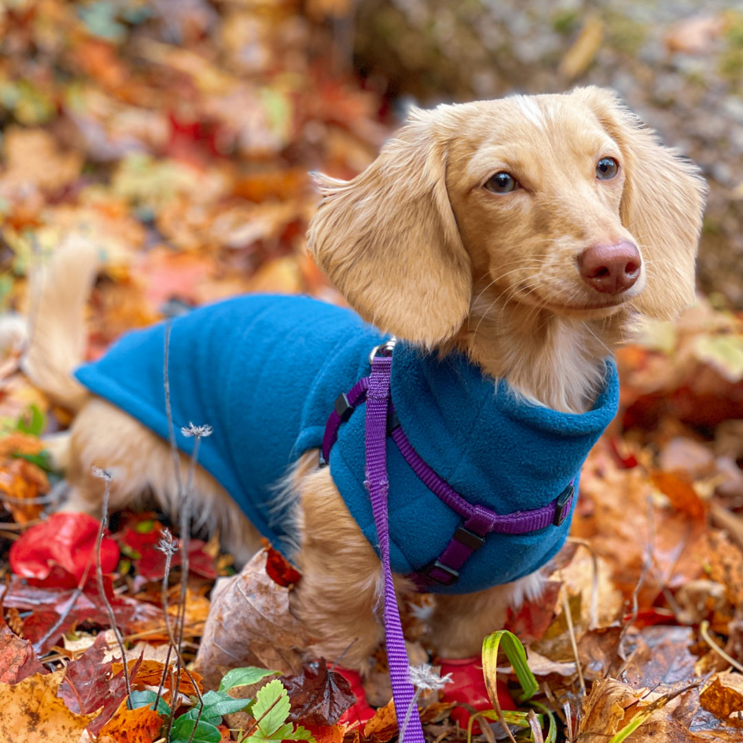 Warm weenies dachshund outlet sweaters