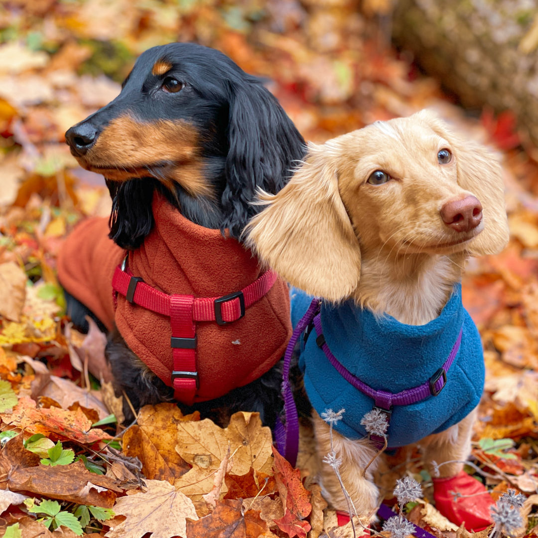 Miniature dachshund clearance coats and sweaters